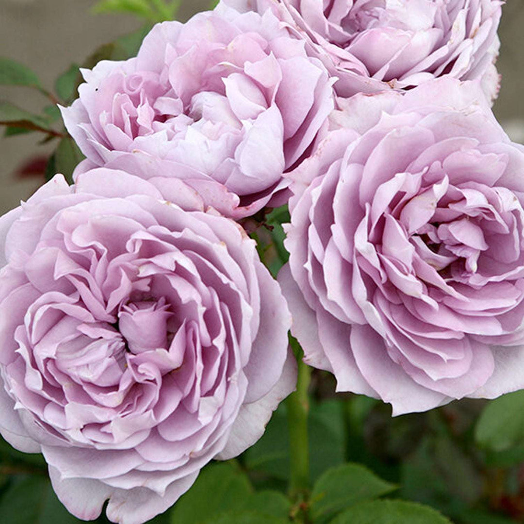 Poseidon Floribunda Rose 1.5 gallon Pot