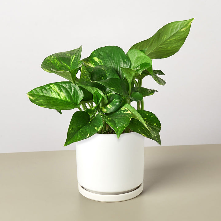 Pothos &