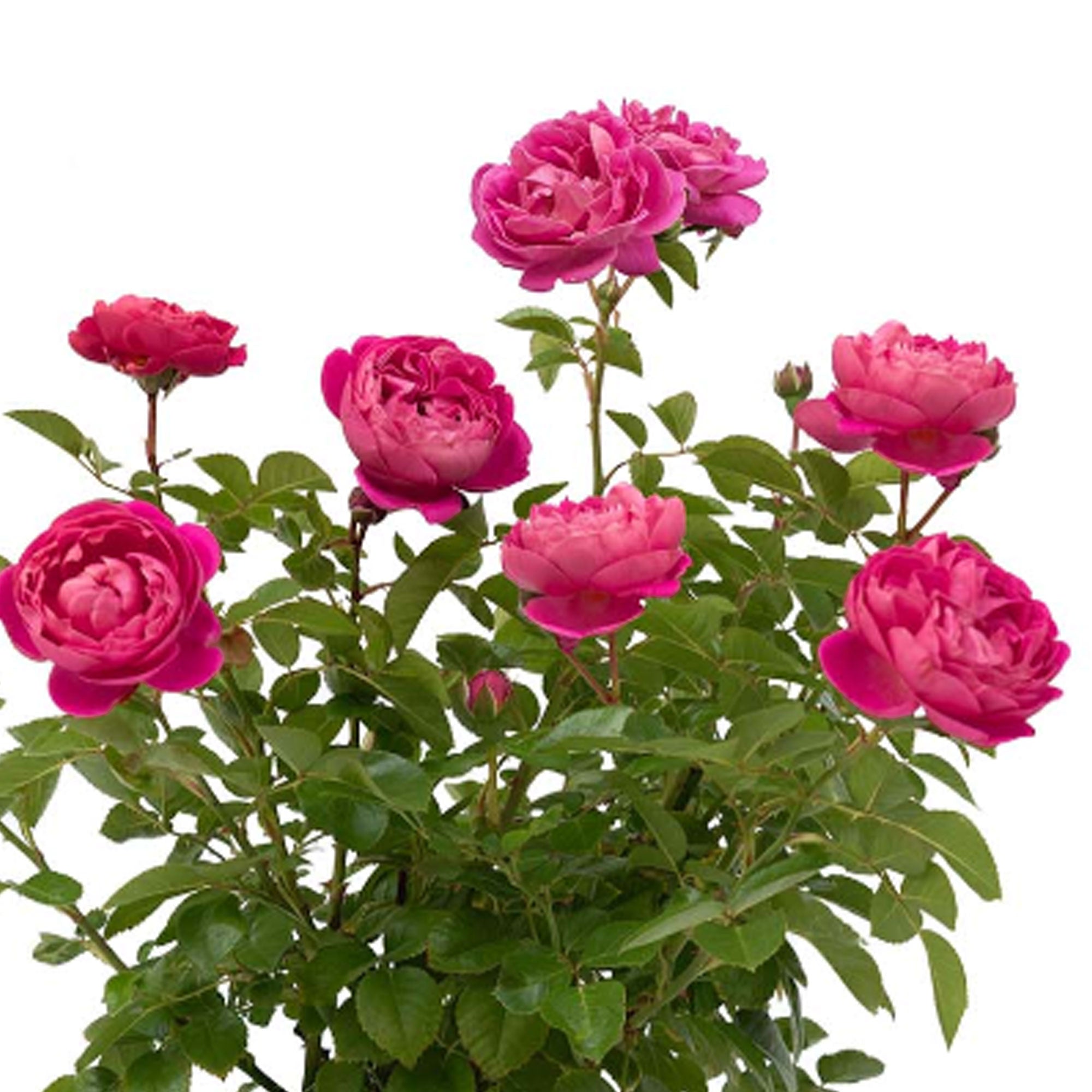 PowerPuff Pink Rose Plant 1.5 gallon Pot