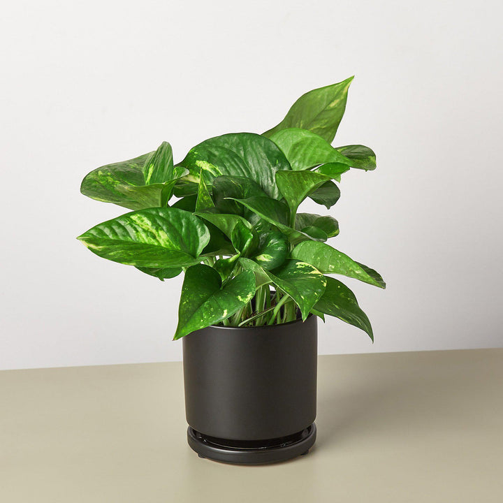 Pothos &