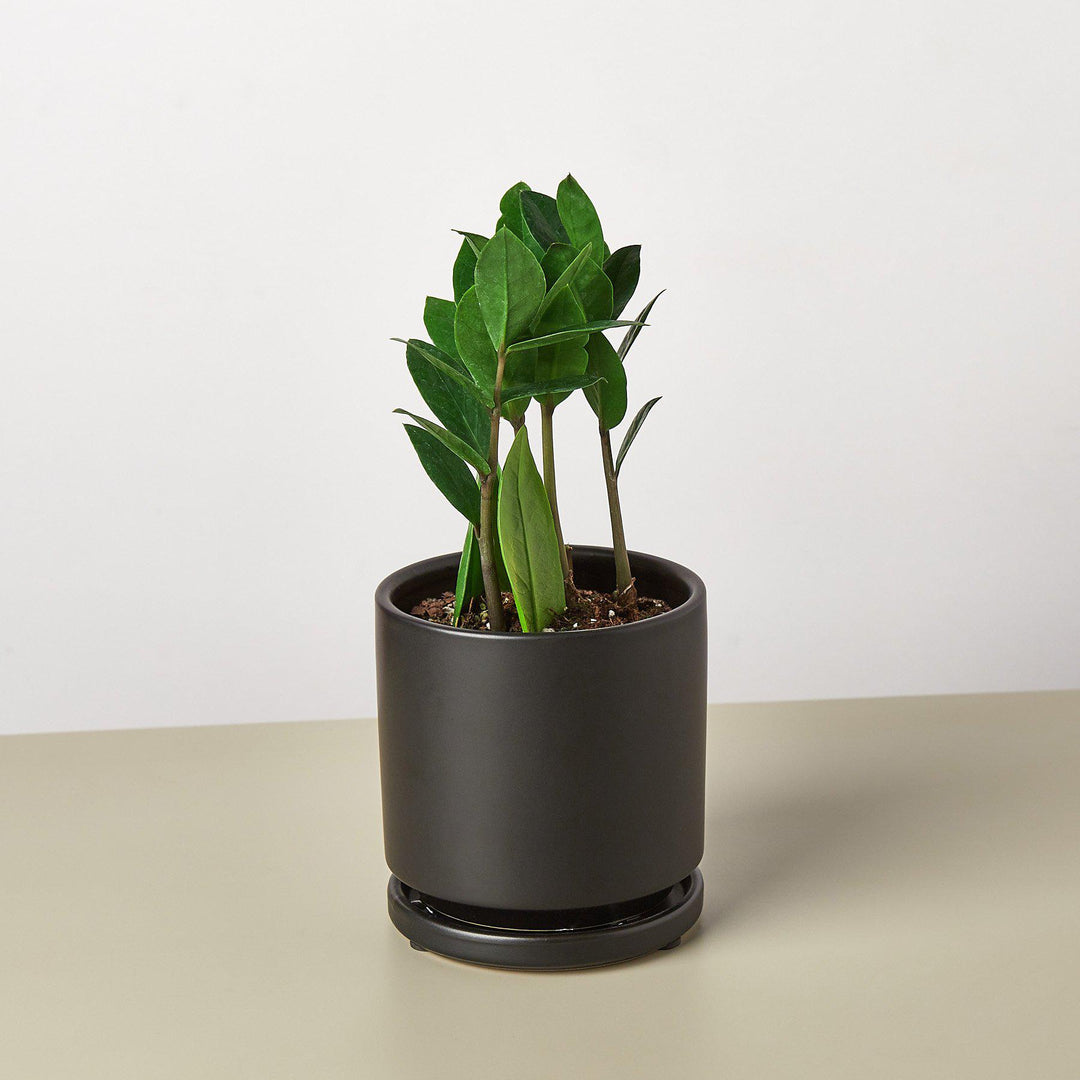 Zamioculcas Zamiifolia &
