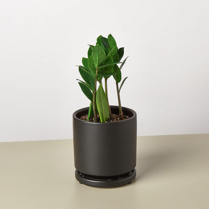 Zamioculcas Zamiifolia &