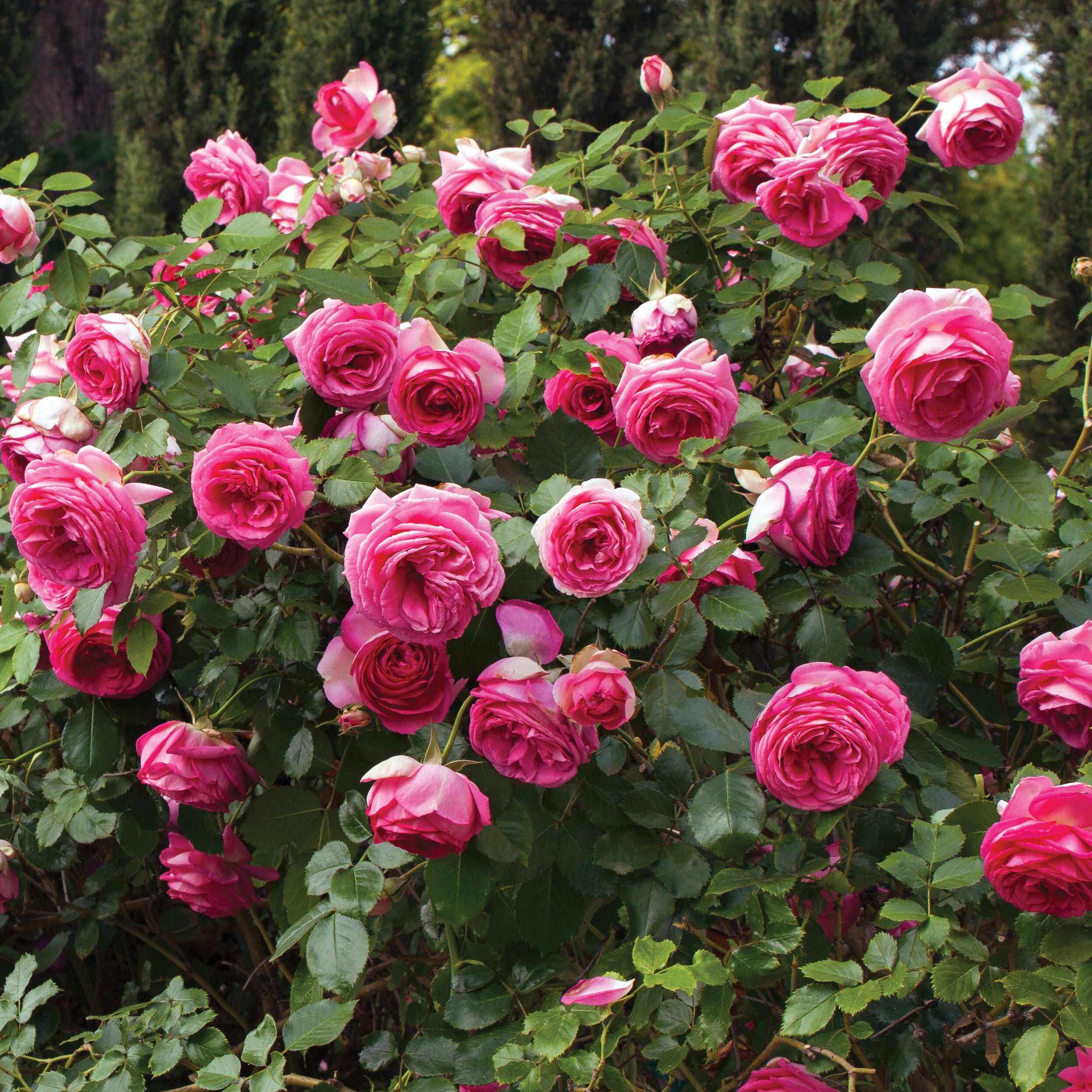 Pretty in Pink Eden Climbing Rose 1.5 gallon Pot