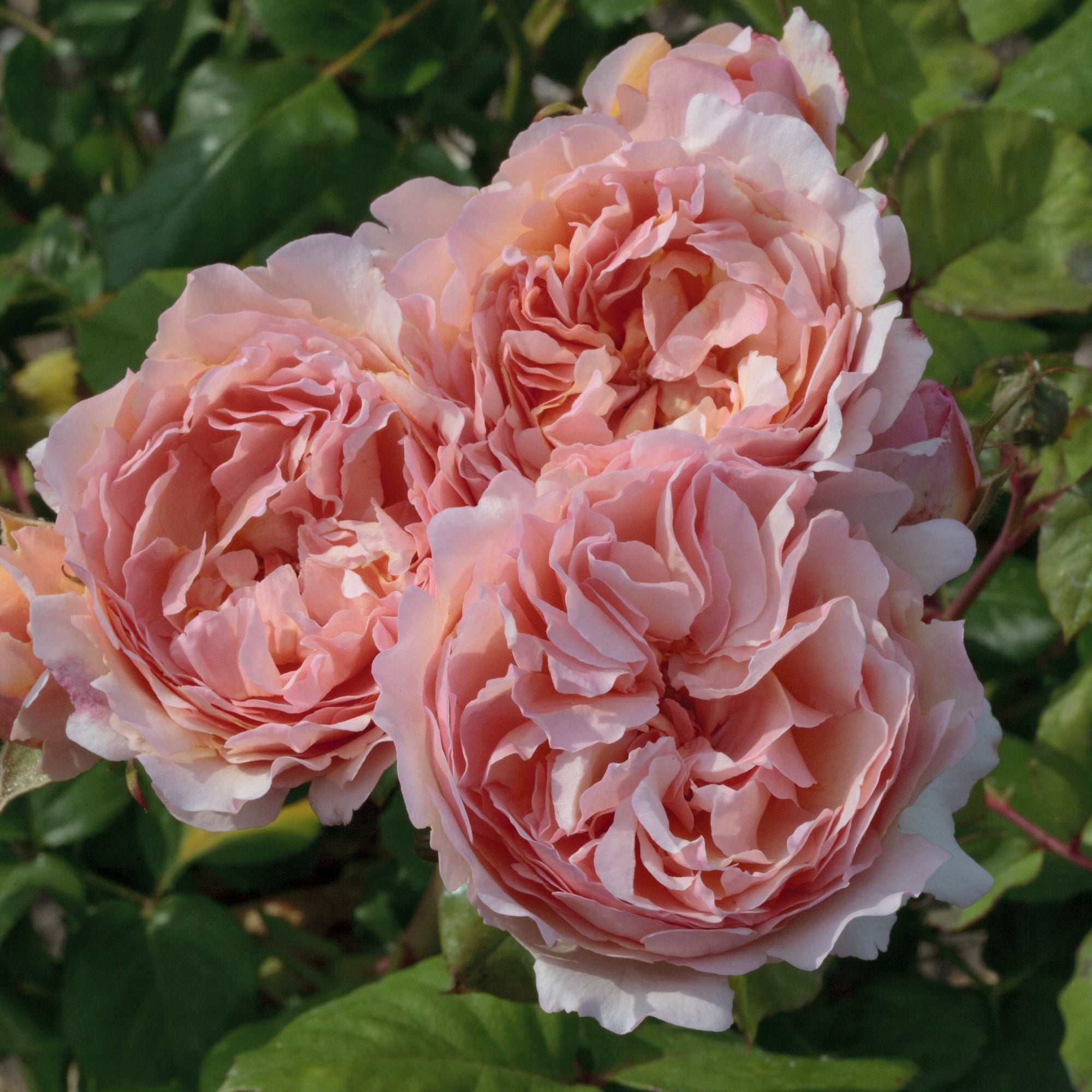 Princesse Charlene de Monaco Hybrid Tea Rose 1.5 gallon Pot