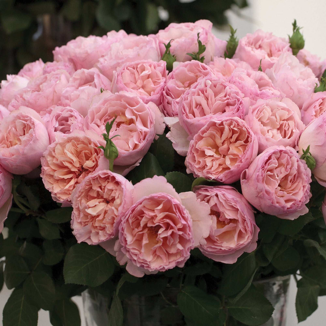 Princesse Charlene de Monaco Hybrid Tea Rose 1.5 gallon Pot