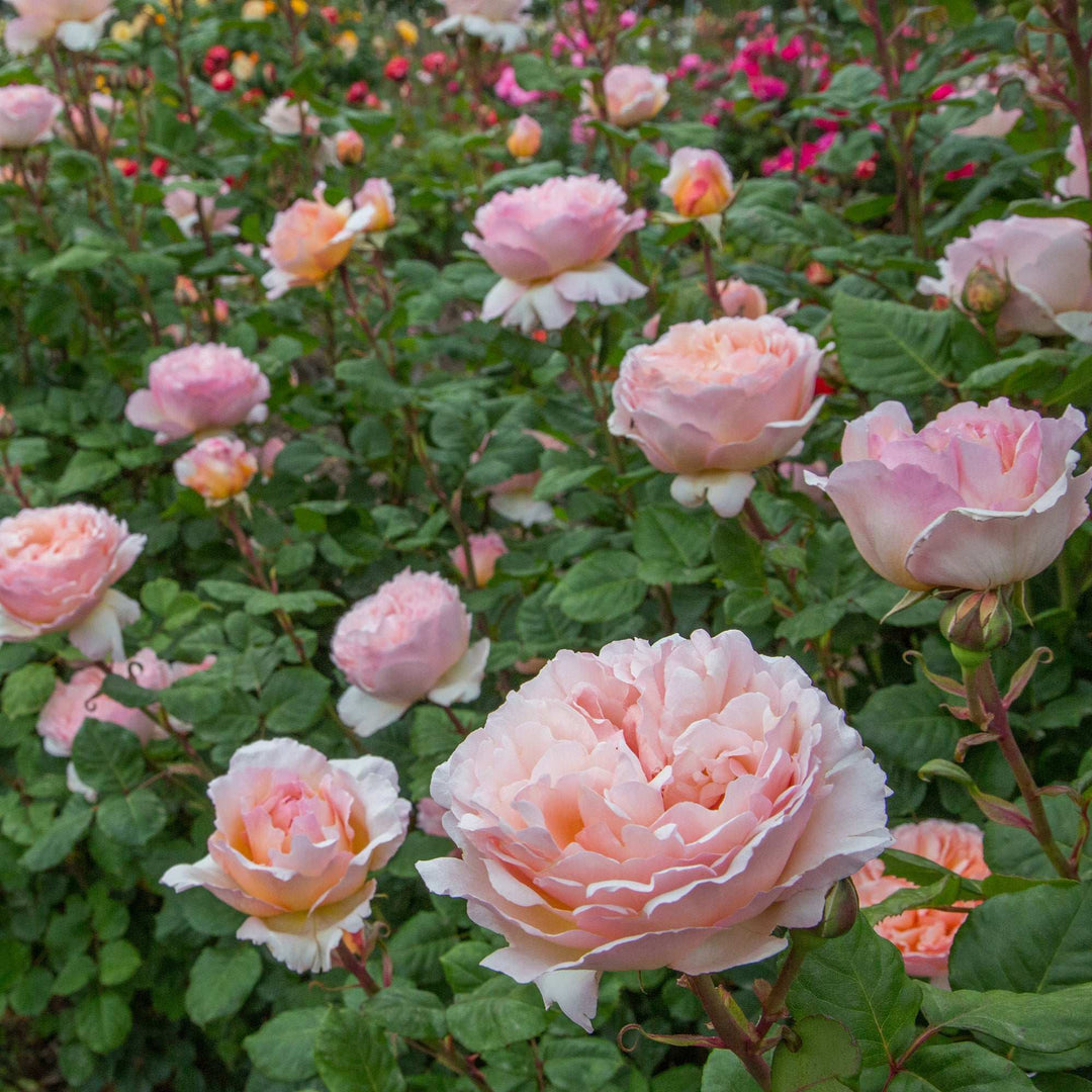 Princesse Charlene de Monaco Hybrid Tea Rose 1.5 gallon Pot