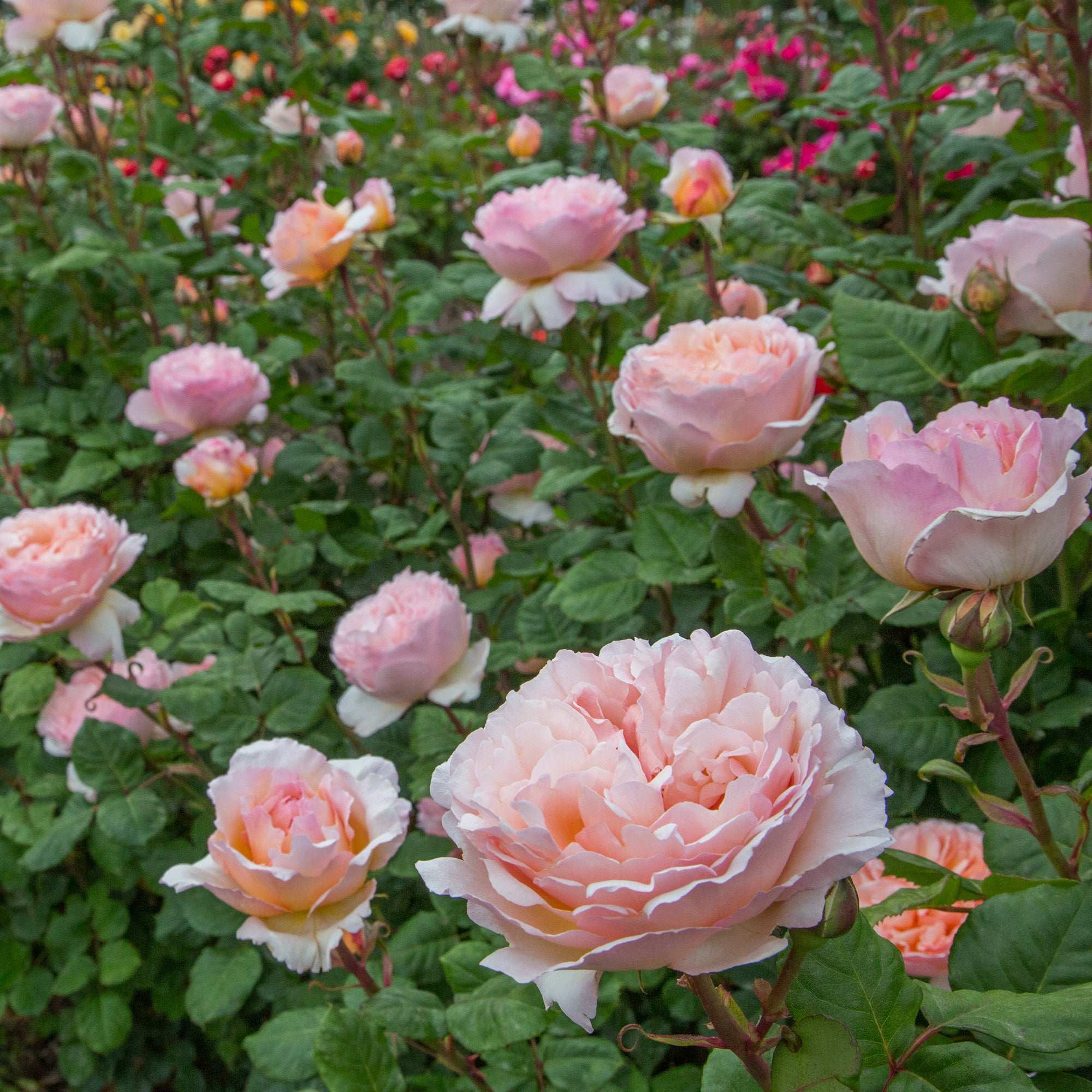Princesse Charlene de Monaco Hybrid Tea Rose 1.5 gallon Pot