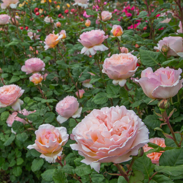 Princesse Charlene de Monaco Hybrid Tea Rose 1.5 gallon Pot