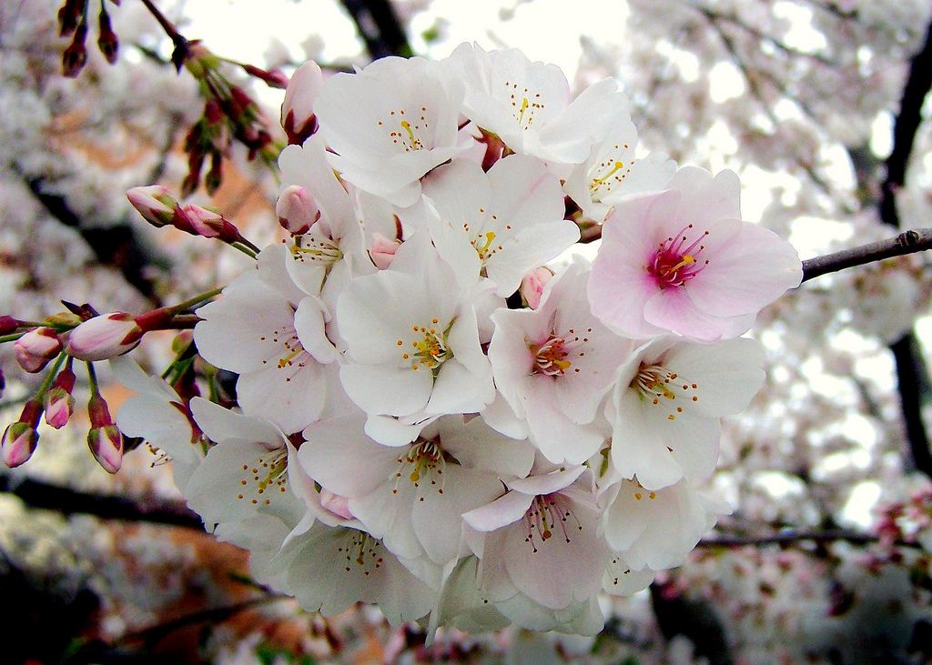 Ornamental Cherry Tree &