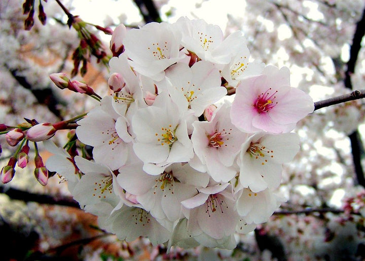 Ornamental Cherry Tree &