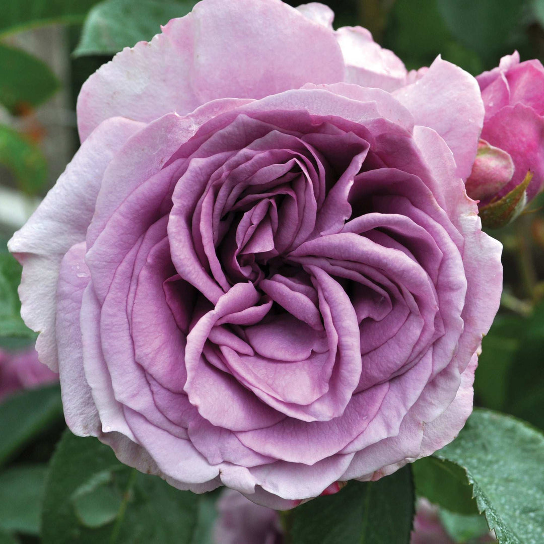 Arborose Quicksilver Climbing Rose 1.5 gallon Pot
