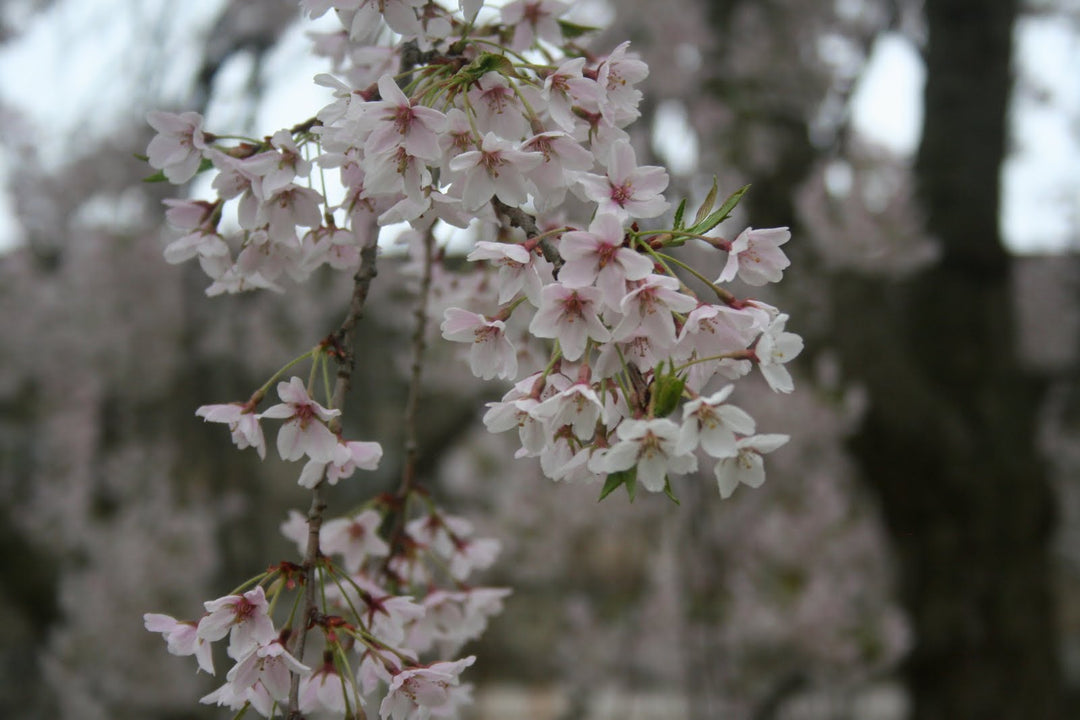 Ornamental Cherry Tree &