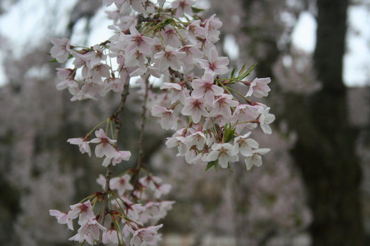 Ornamental Cherry Tree &