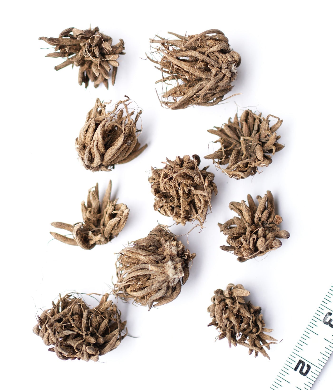 White Ranunculus - 10 bulbs
