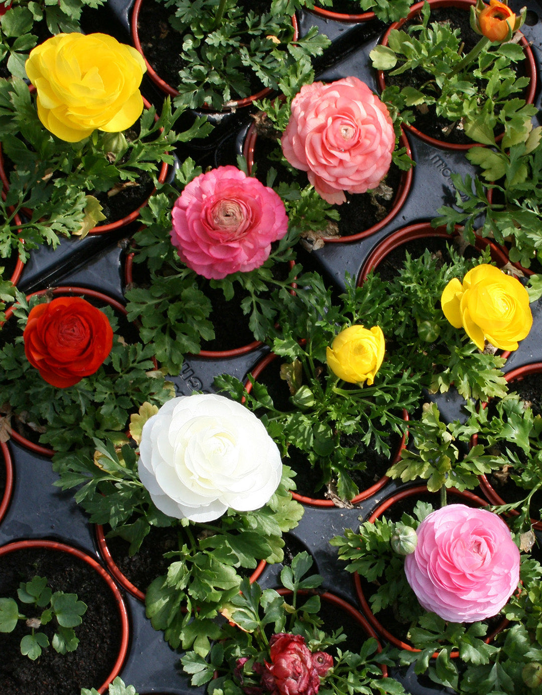 Mixed Ranunculus - 30 bulbs