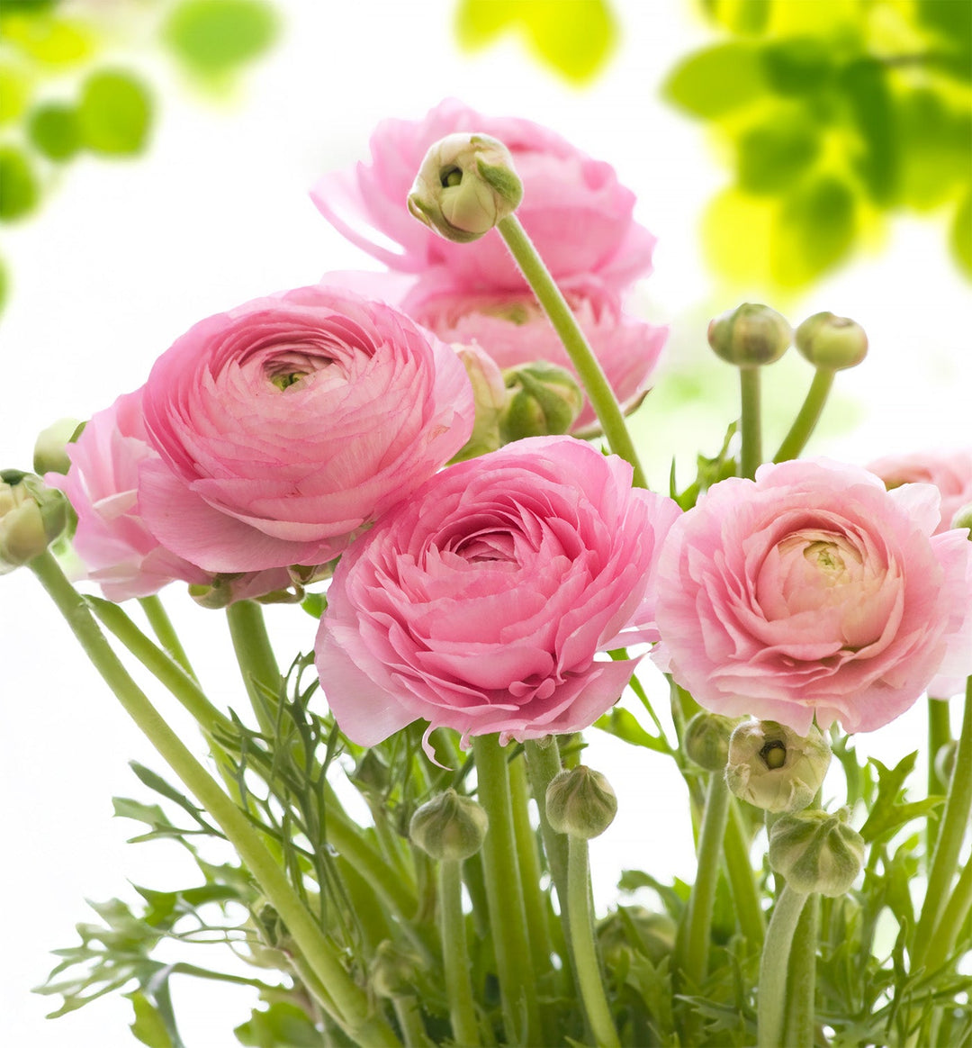 Pink Ranunculus - 10 bulbs