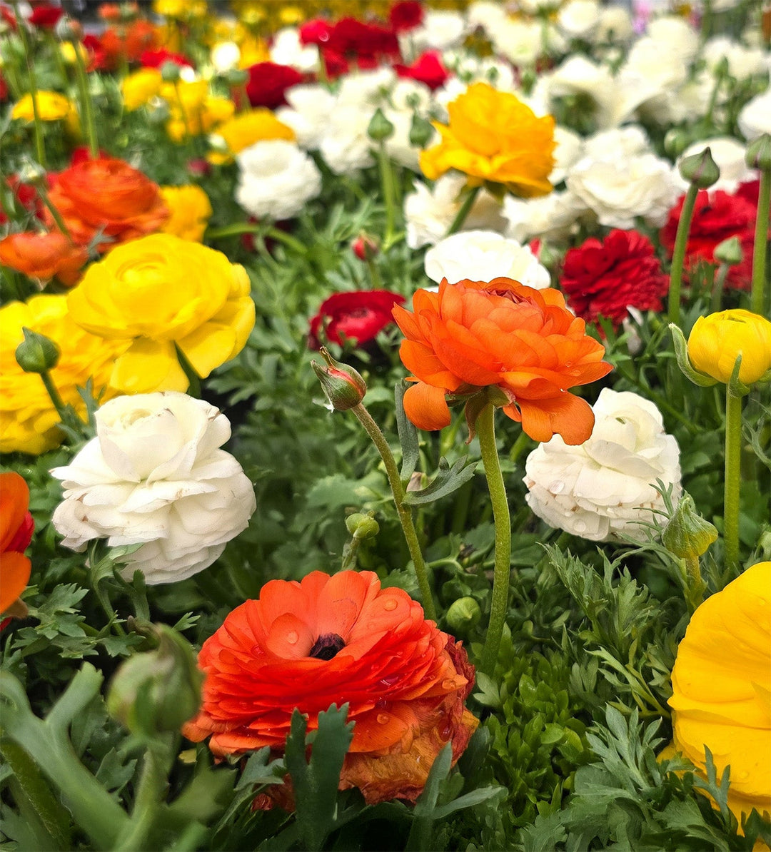 Mixed Ranunculus - 30 bulbs