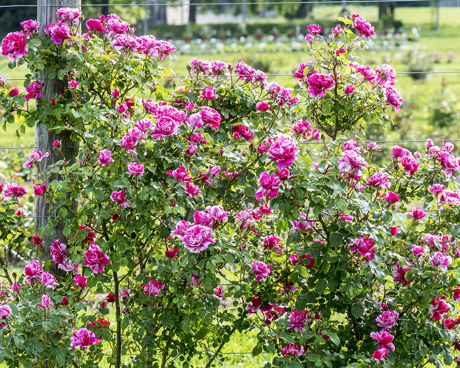 Raspberry Cream Twirl Climbing Rose 1.5 gallon Pot