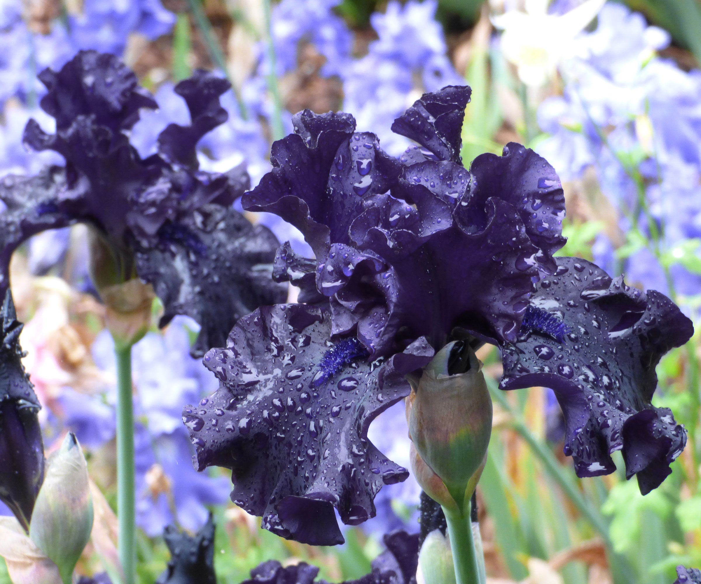 Raven Girl Black Iris Potted Quart Pot
