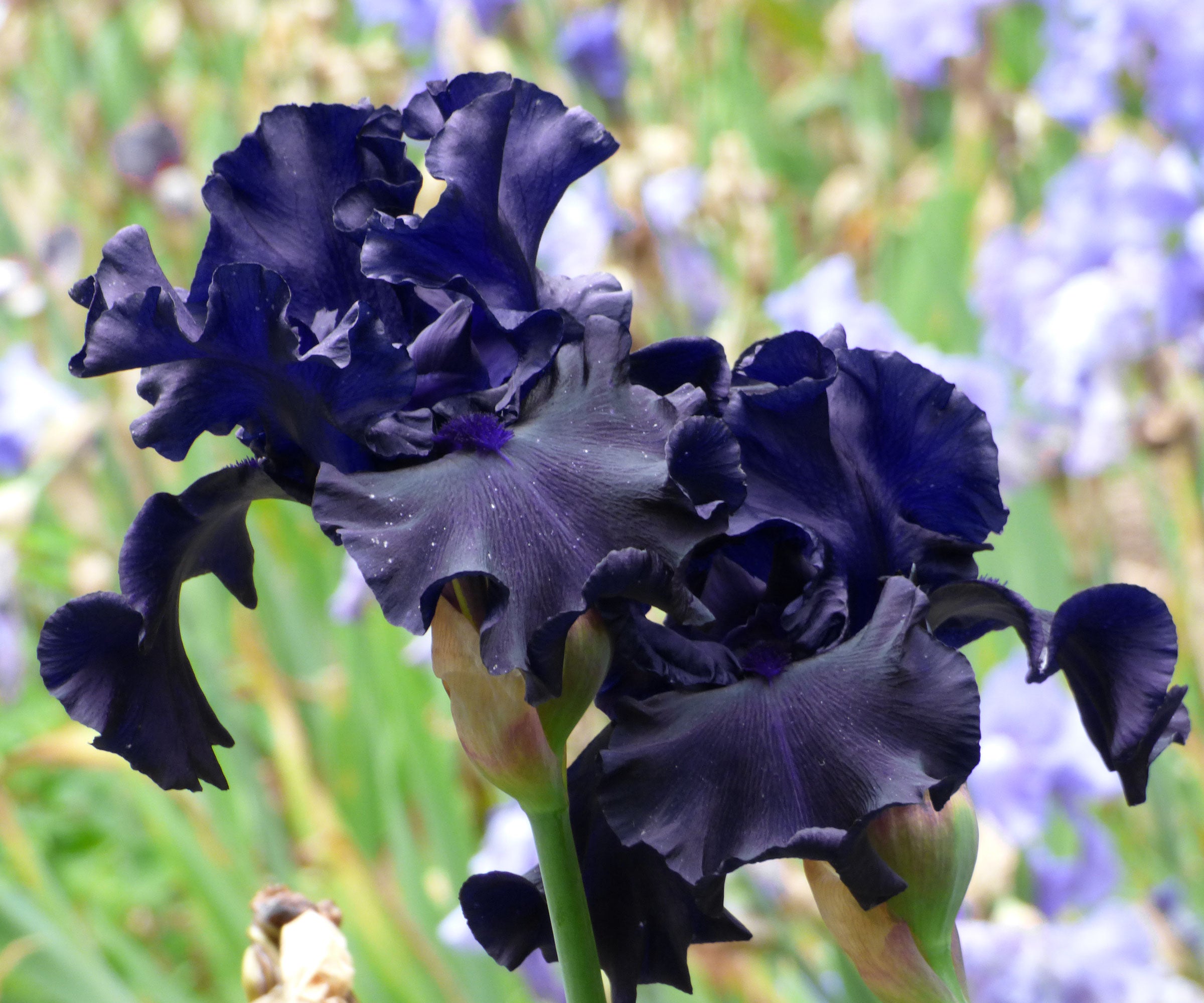 Raven Girl Black Iris Potted Quart Potted | Fresh Garden Living