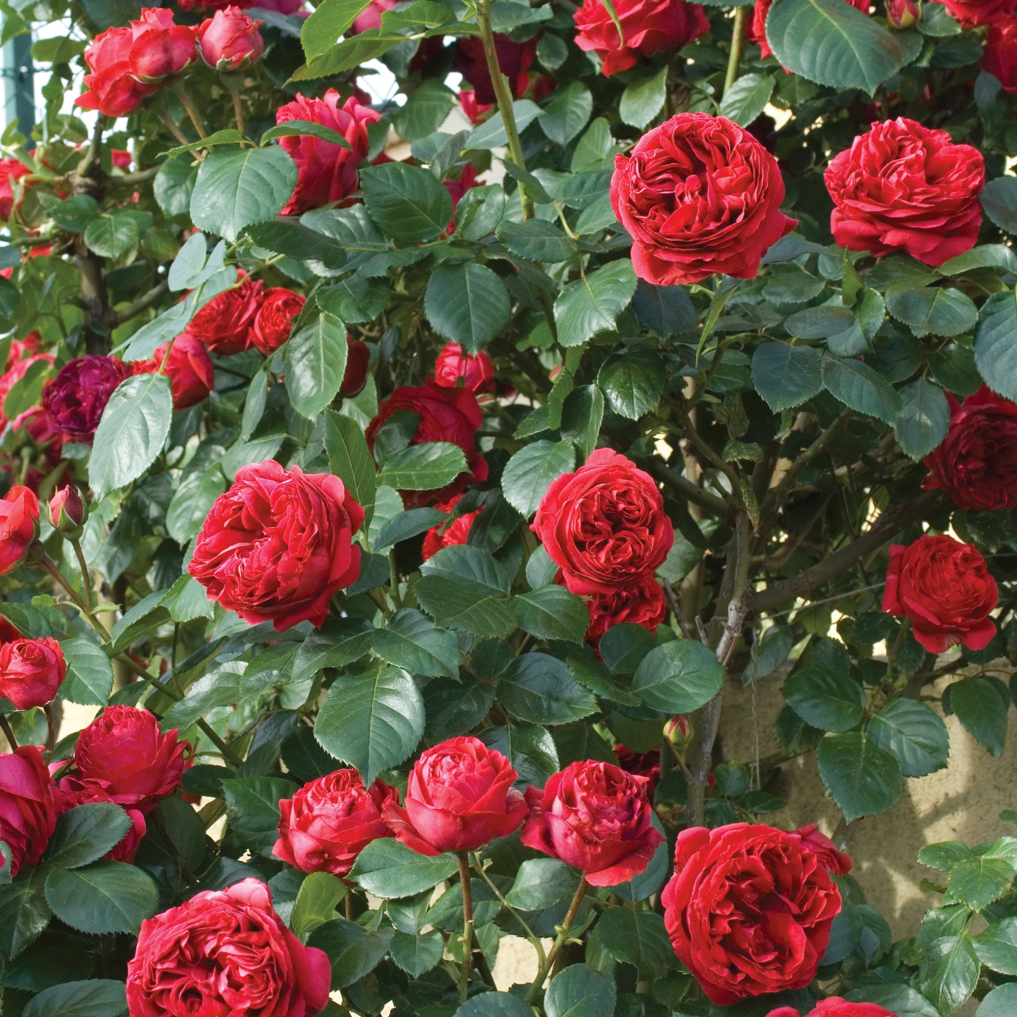 Red Eden Climbing Rose 1.5 Gal Container