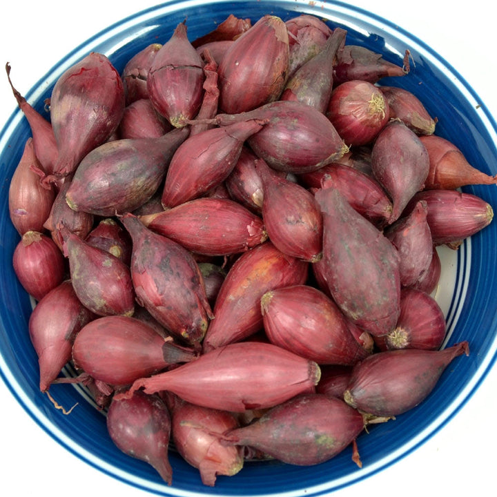 Red Onion Sets 1 Lb. Non-GMO Red Baron Variety 100+ Bulbs