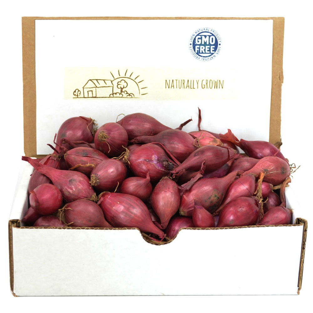 Red Onion Sets 1 Lb. Non-GMO Red Baron Variety 100+ Bulbs
