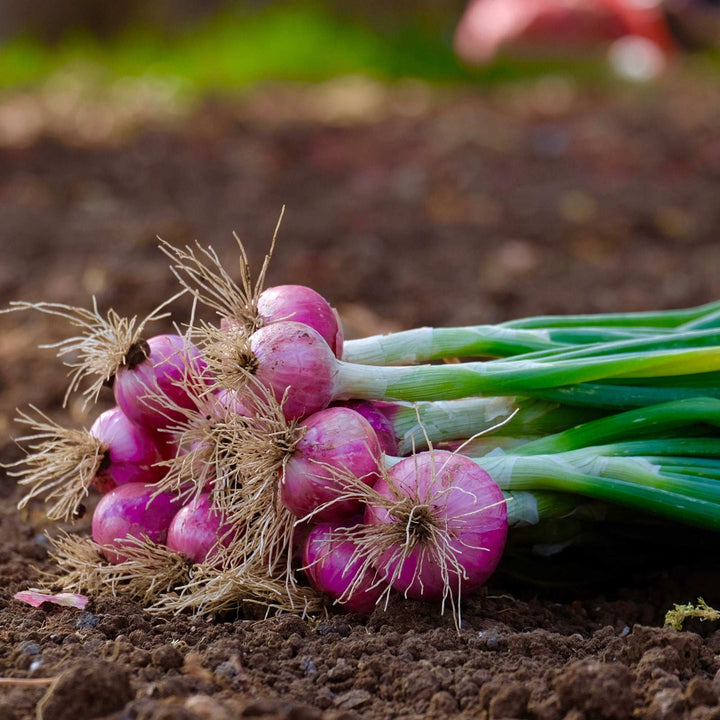 Red Onion Sets 1 Lb. Non-GMO Red Baron Variety 100+ Bulbs