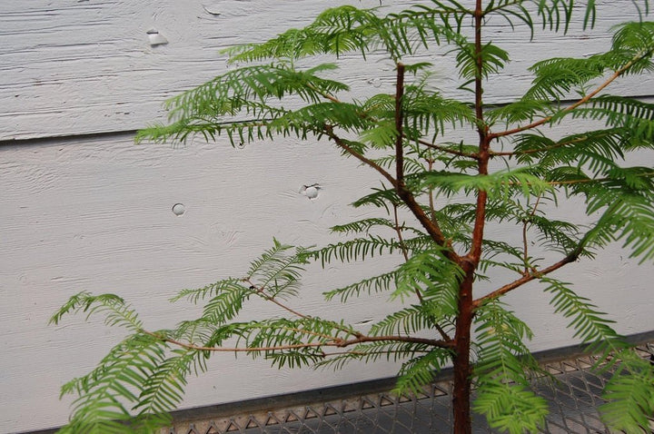 Redwood Bonsai Tree