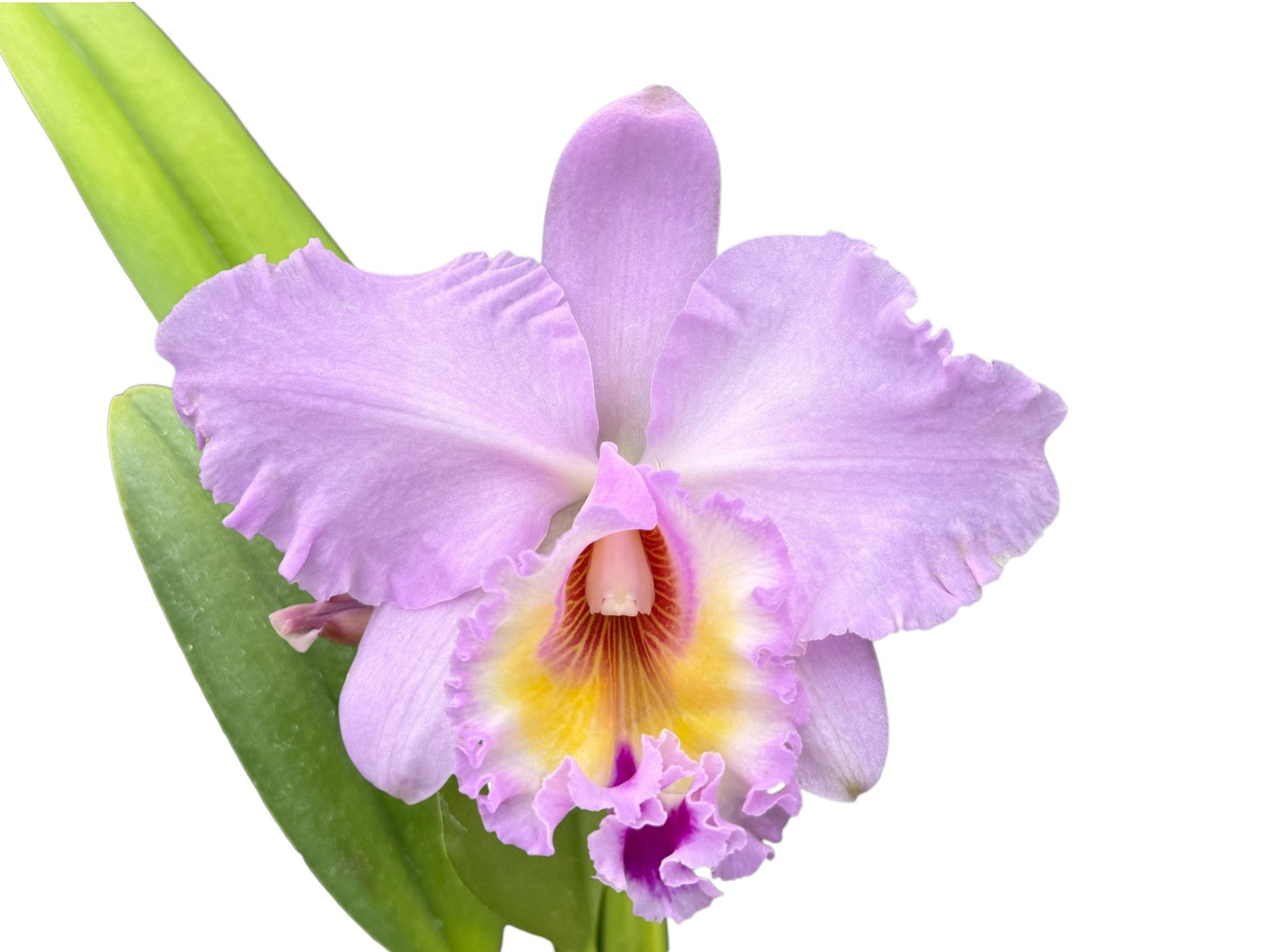 Rhyncholaeliocattleya Napo .