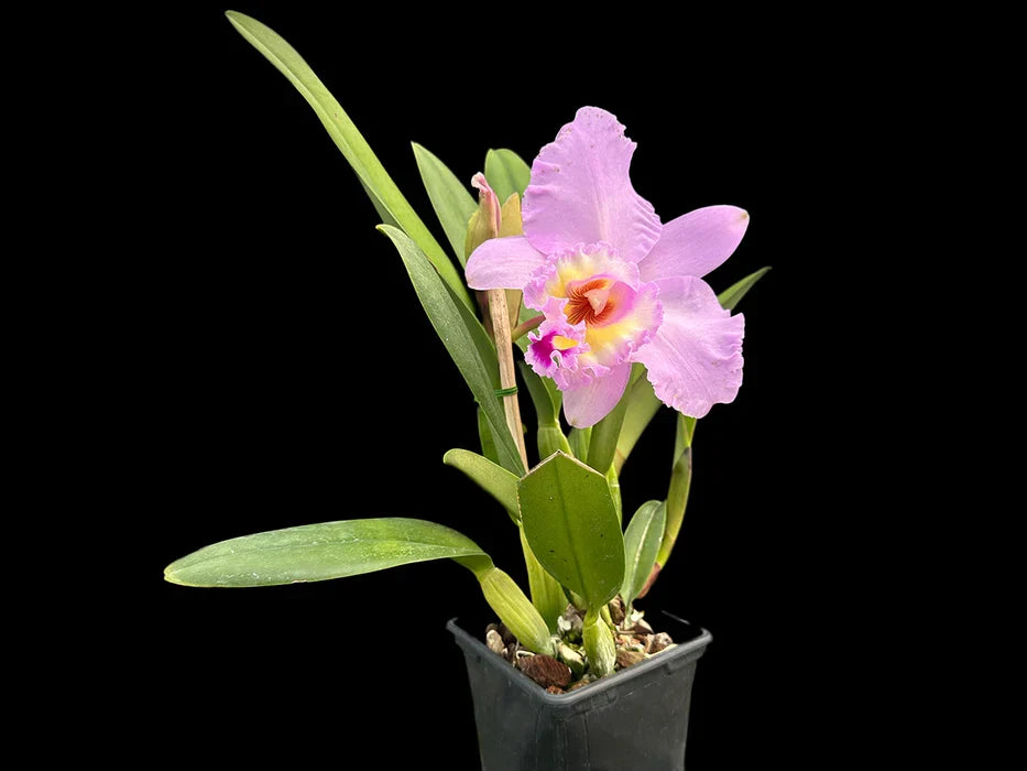 Rhyncholaeliocattleya Napo .