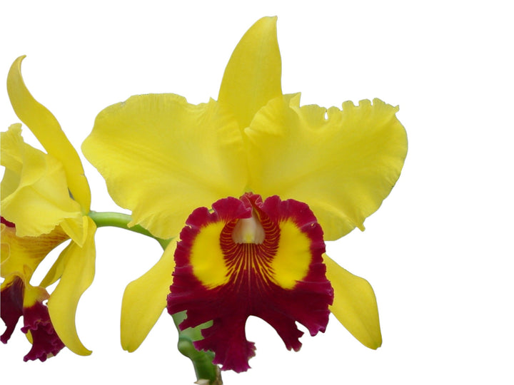 Rhyncholaeliocattleya Williette Wong &