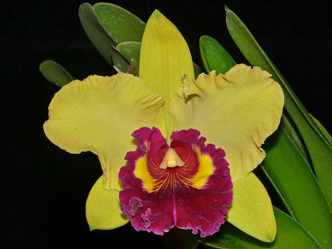 Rhyncholaeliocattleya Williette Wong &
