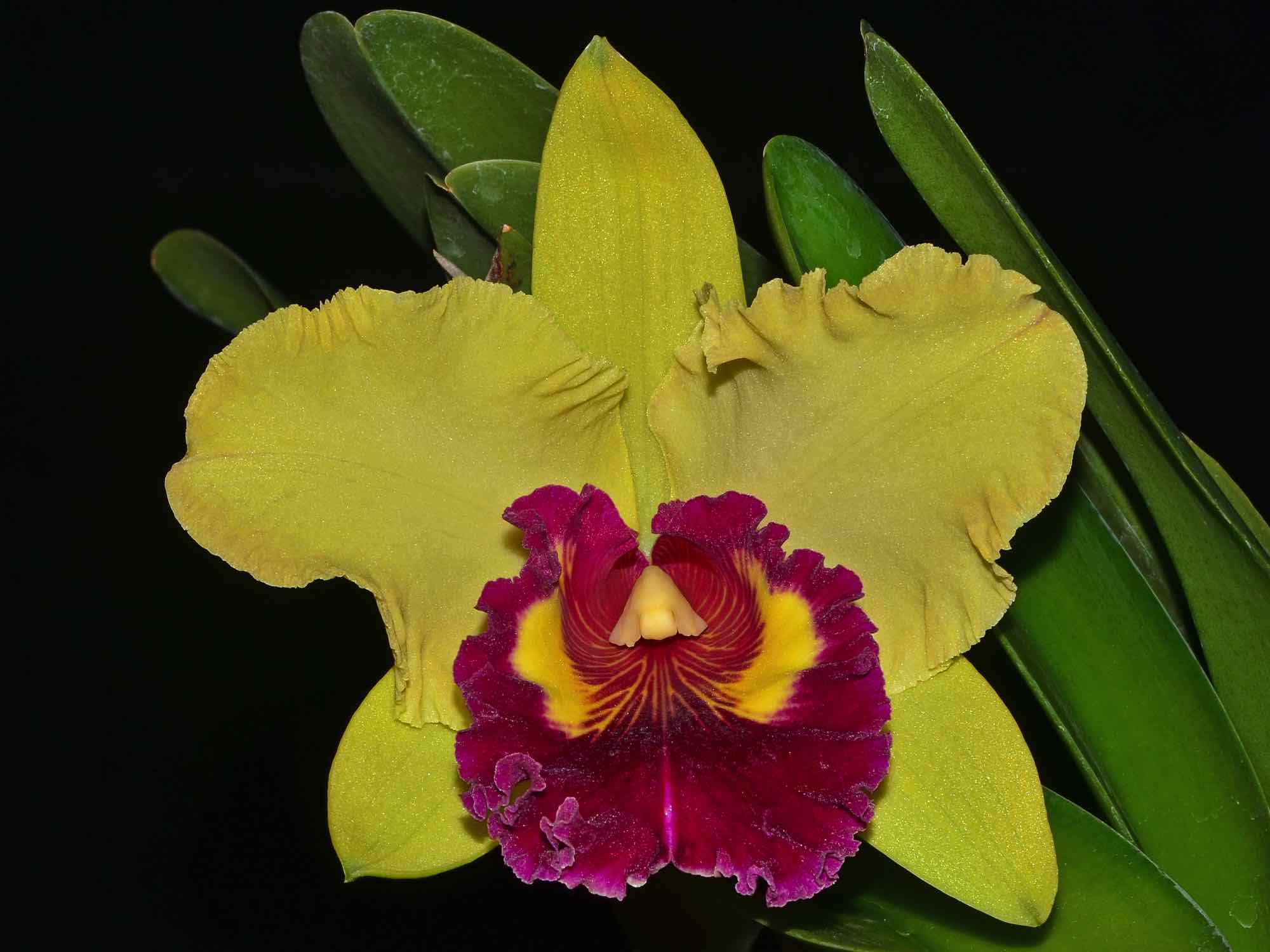 Rhyncholaeliocattleya Williette Wong 'The Best'