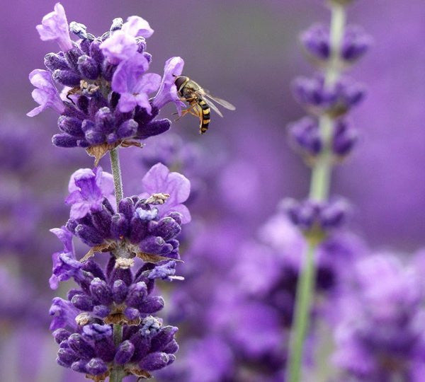 Live Munstead Lavender Plant (Lavandula angustifolia)