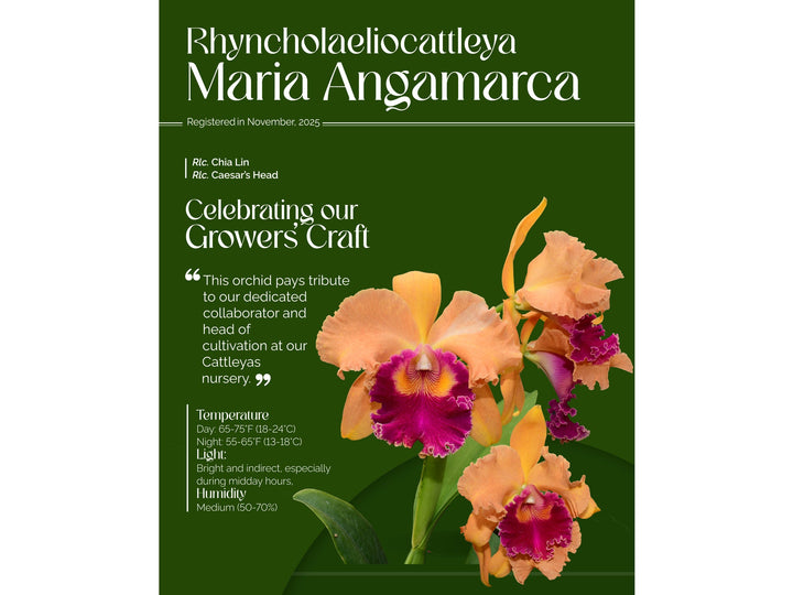 Rhyncholaeliocattleya Maria Angamarca