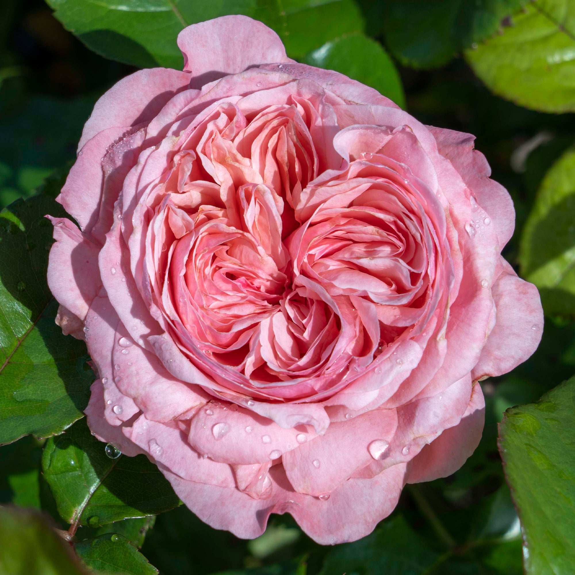 Romantica Ball Gown Rose 1.5 gallon Pot