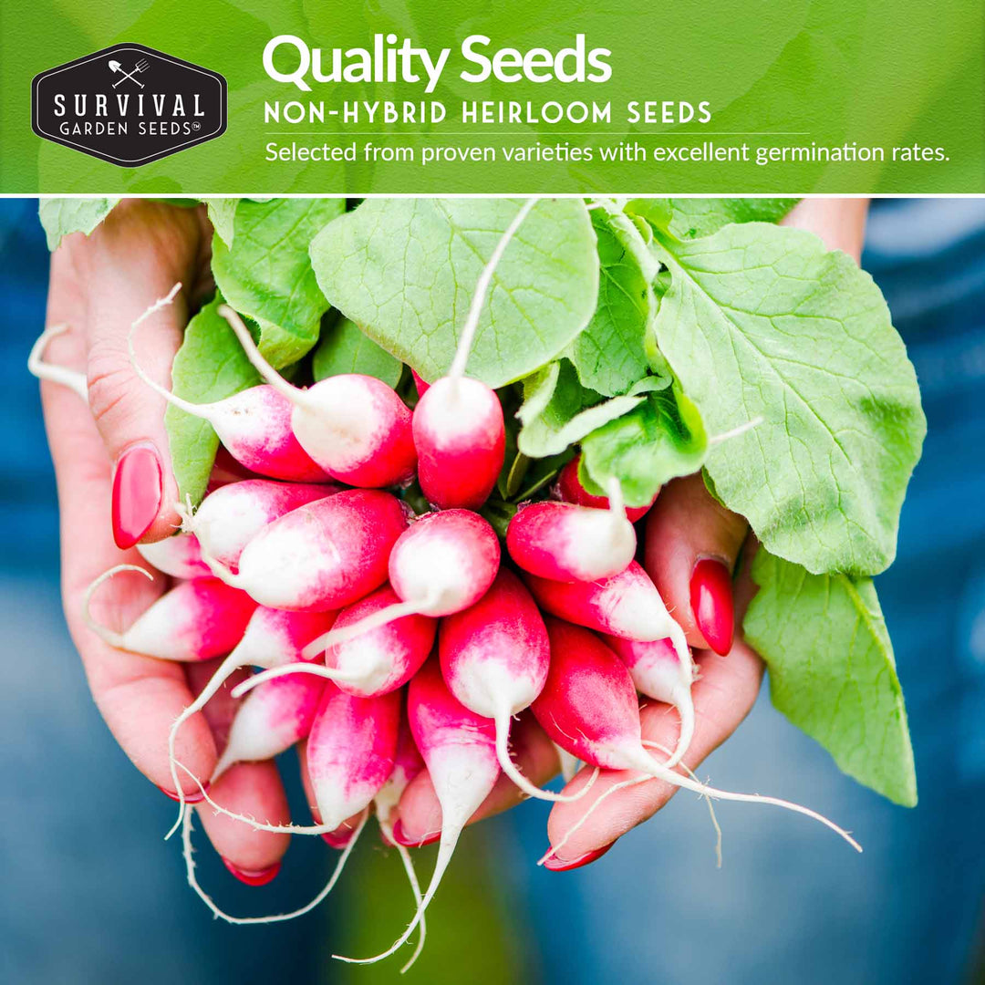 Root Vegetable Seed Collection – Cool-Season Carrots, Turnips, Radishes, Kohlrabi, Rutabagas &amp; Golden Beets