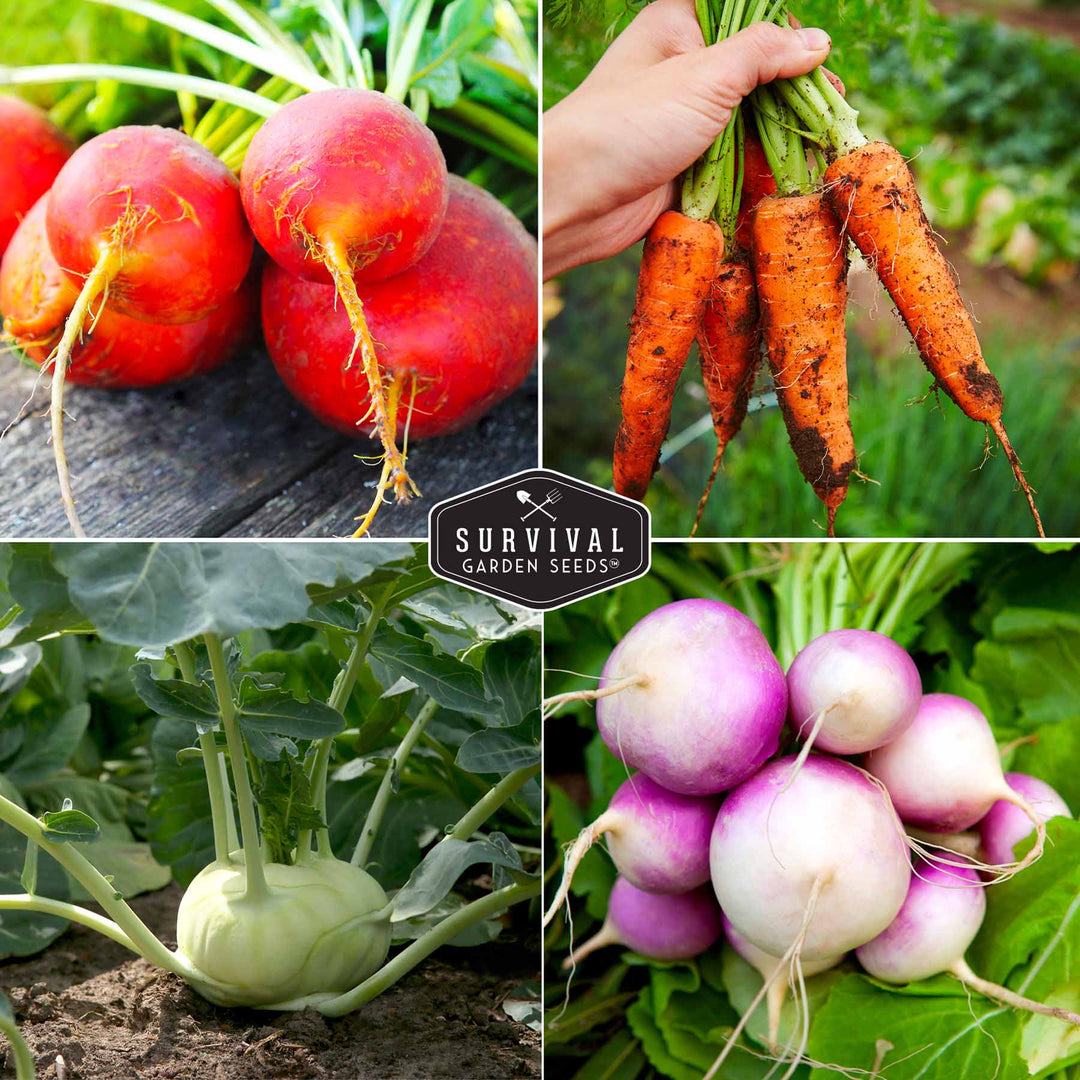 Root Vegetable Seed Collection – Cool-Season Carrots, Turnips, Radishes, Kohlrabi, Rutabagas &amp; Golden Beets