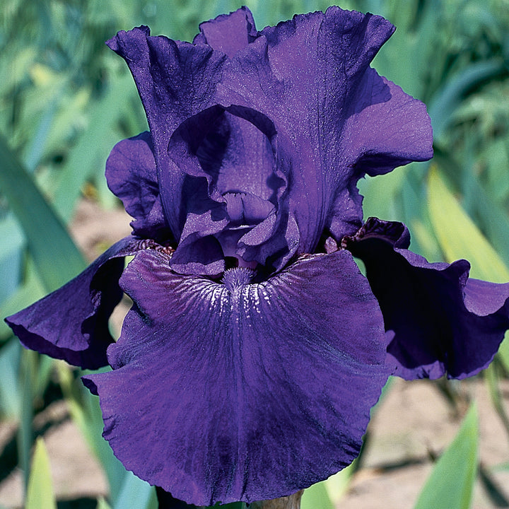 Rosalie Figge Reblooming Fragrant Bearded Iris Potted Quart Pot