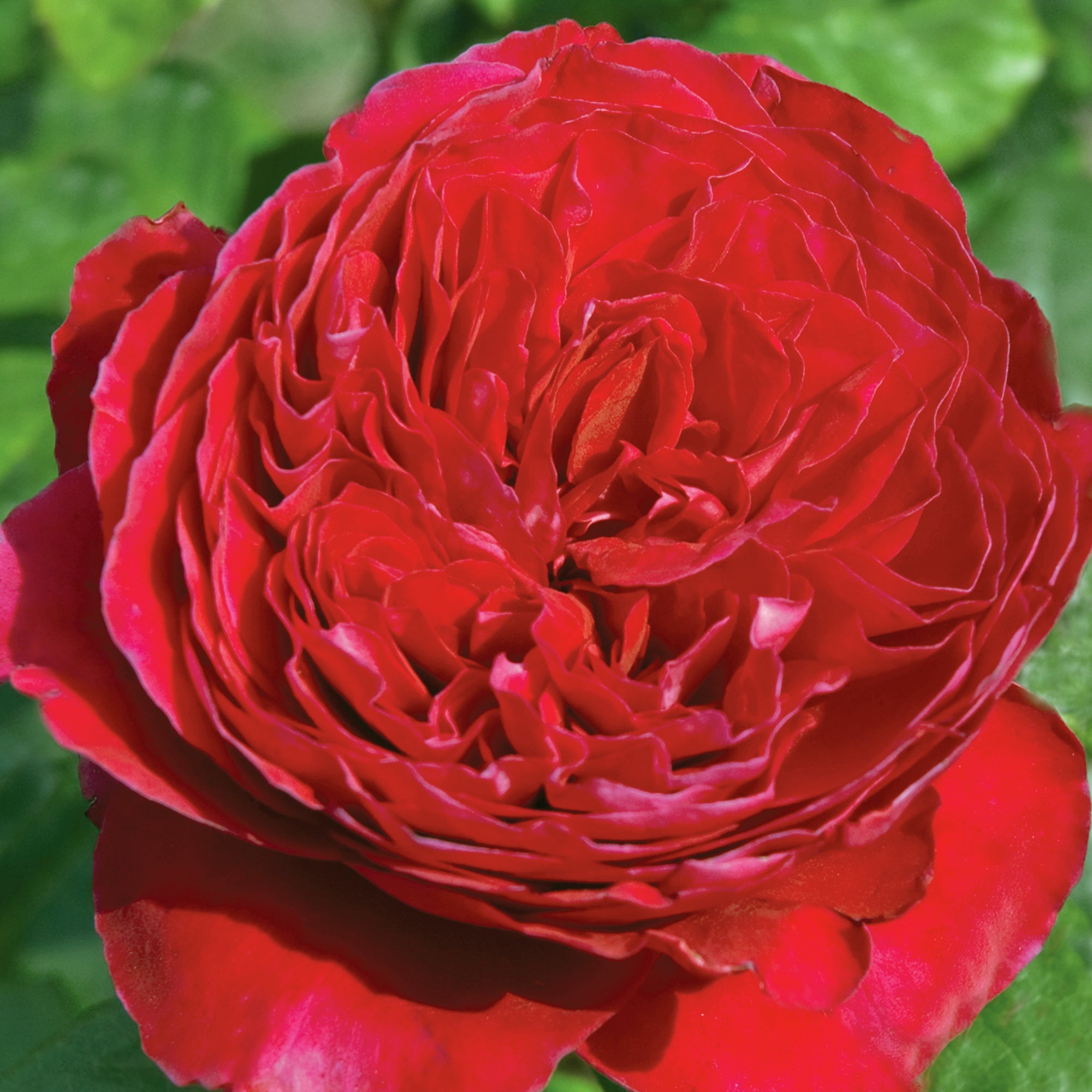 Rouge Royal Hybrid Tea Rose 1.5 Gal Container