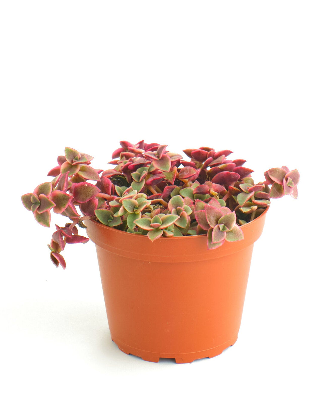 Crassula Pellucida Variegata &