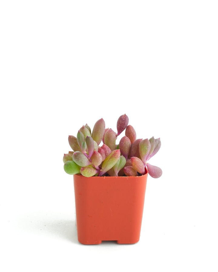 Othonna Capensis &