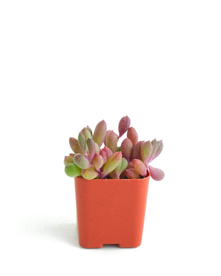 Othonna Capensis &