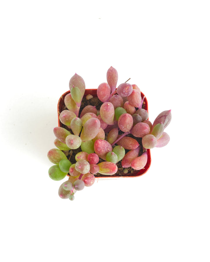 Othonna Capensis &