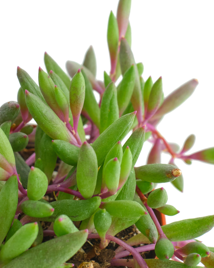 Othonna Capensis &