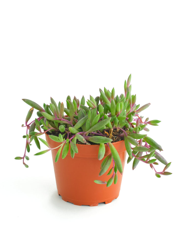 Othonna Capensis &