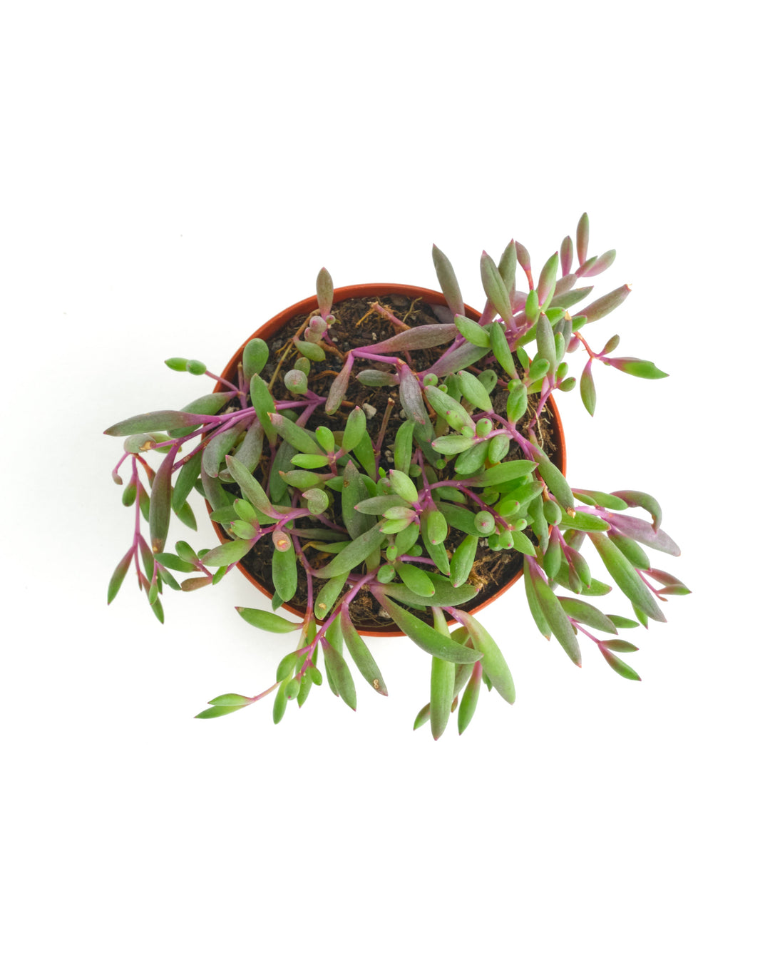 Othonna Capensis &