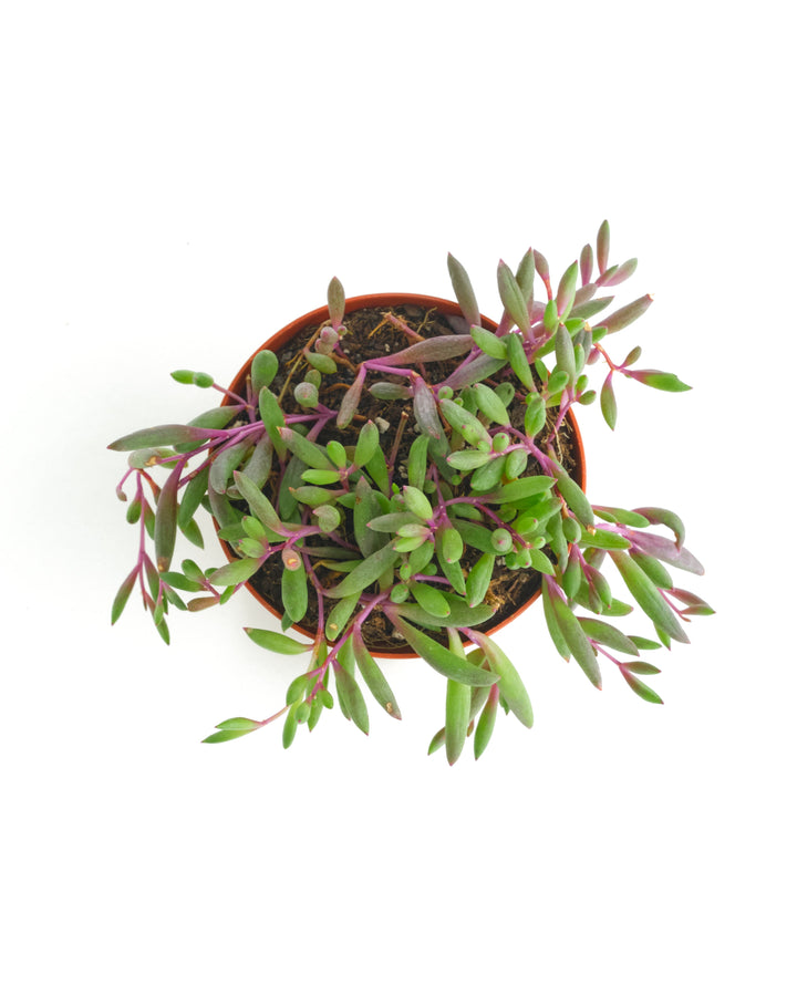 Othonna Capensis &