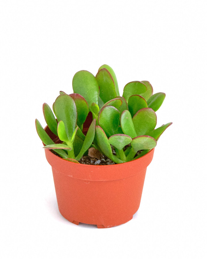 Crassula Ovata &